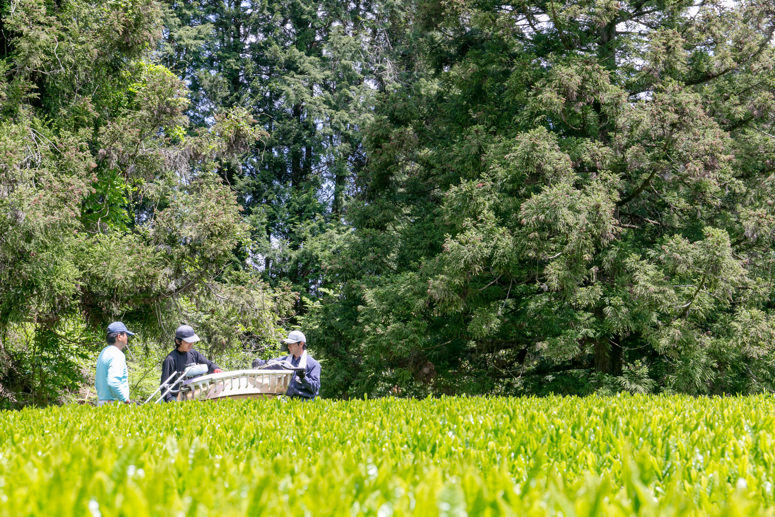 うきはの山茶 | 有機栽培緑茶の通販『うきはの山茶』-新川製茶-