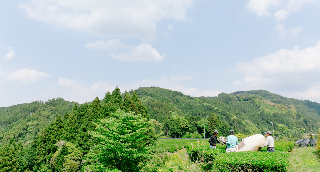 うきはの山茶 イメージ1