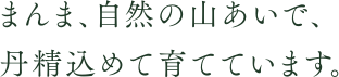 まんま自然の山あいで、丹精込めて育てています。