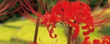 第29回棚田inうきは　彼岸花めぐり