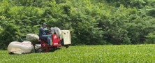 令和8年　有機新茶